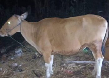 Pengungkapan kasus Curnak di Bulukumba