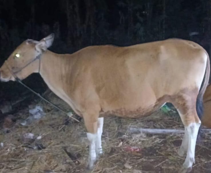 Pengungkapan kasus Curnak di Bulukumba
