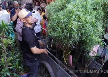 Polisi Gerebek Rumah di Pusat Kota, Temukan Ladang Ganja Tersembunyi