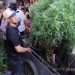 Polisi Gerebek Rumah di Pusat Kota, Temukan Ladang Ganja Tersembunyi