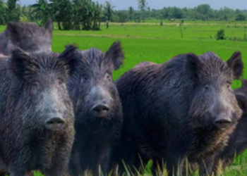 Rambo, Berburu Babi Hutan di Desa Talle Kamis 21 November 2024